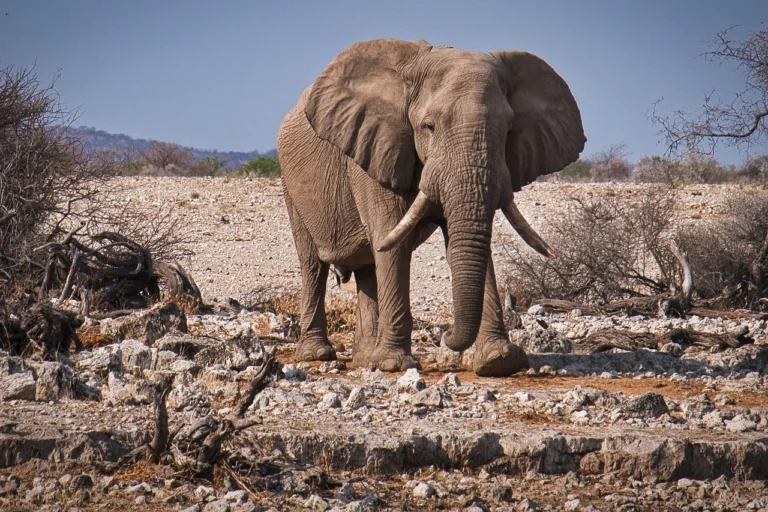 Travel Elephant 2 768x512